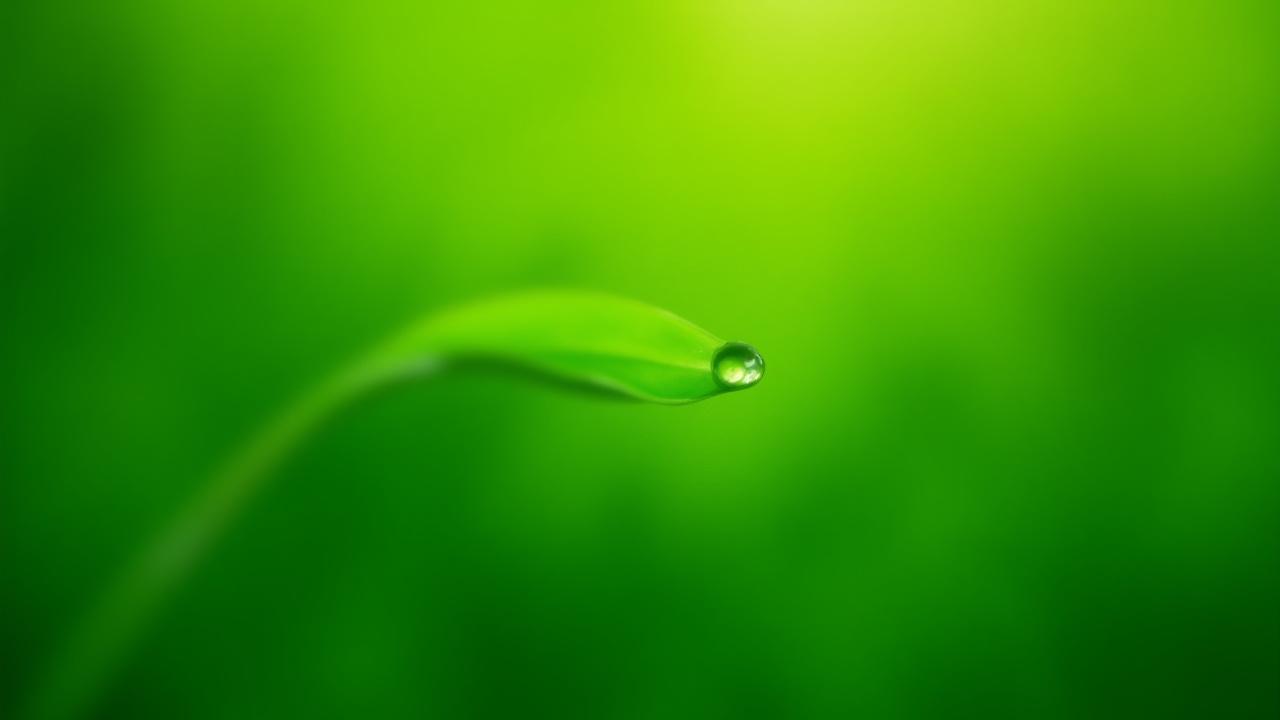 若葉のクローズアップ、水滴が乗っており、生命の循環と輝きを象徴しています。